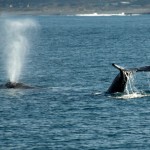 Grey Whale Migration California