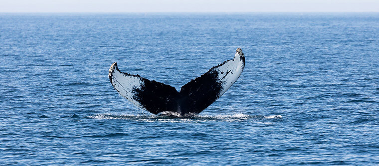 Whale tail