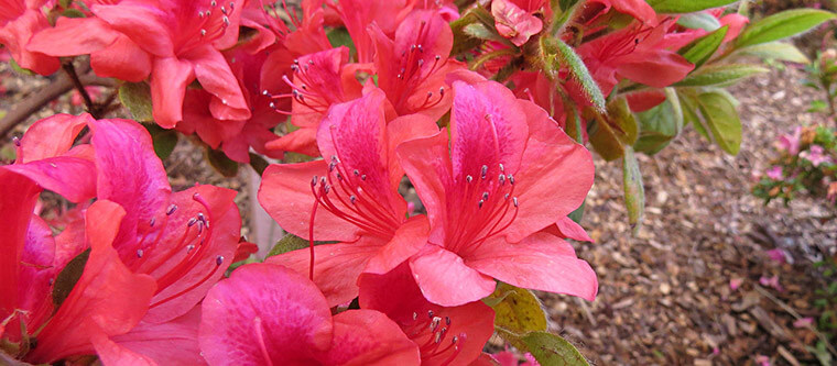 Rhododendron flowers