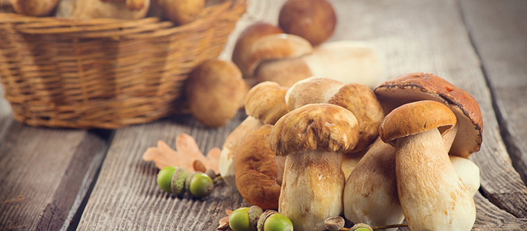 Mushrooms on a table and in a basket