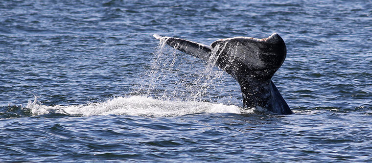 Whale tail