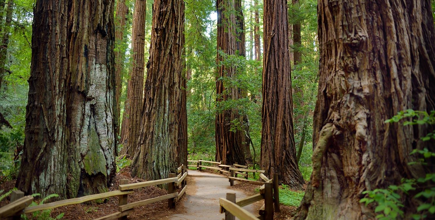 Things To Do in Mendocino - Trail through a redwood forest