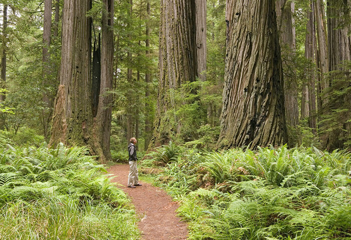 Things To Do in Mendocino - A man enjoying forest views