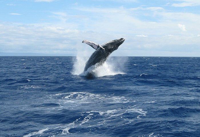Things To Do in Mendocino - Whale watching
