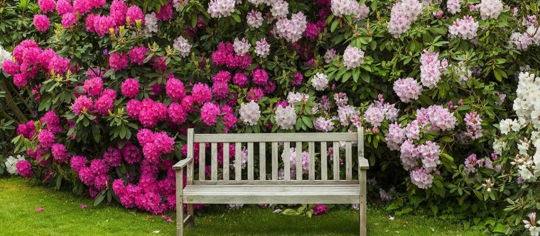 Rhododendron Flower Garden with bench