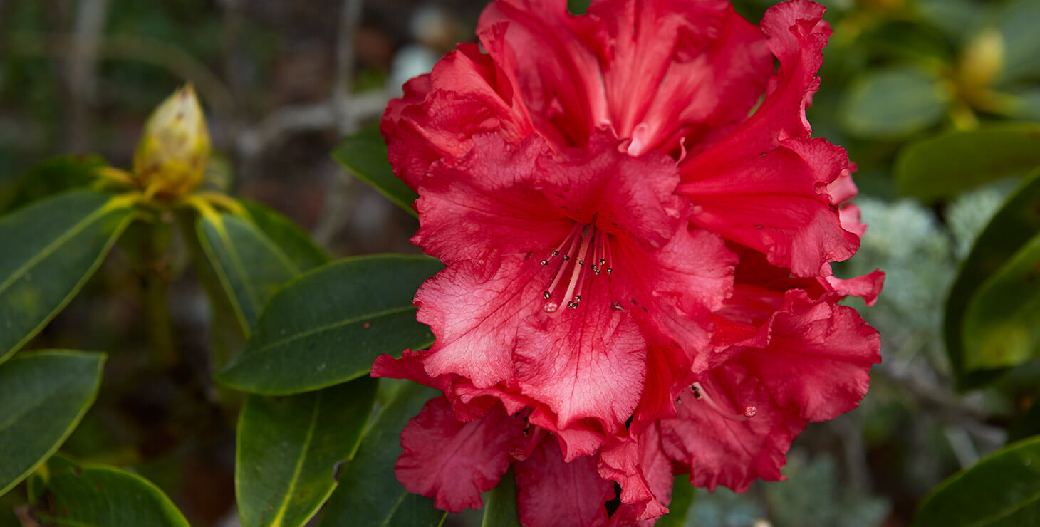 Flower at Dennen's Victorian Farmhouse