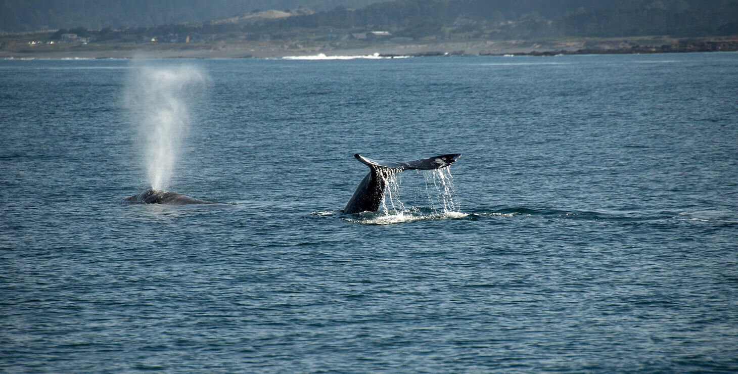 Whale in the water off the coast