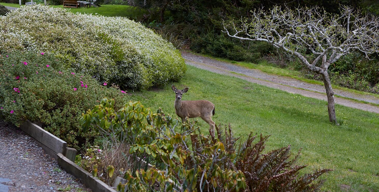 Deer at Dennen's Victorian Farmhouse