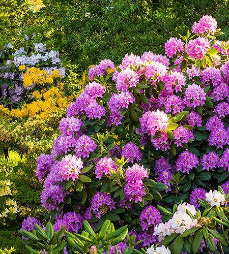 Rhododendron Plants in Bloom