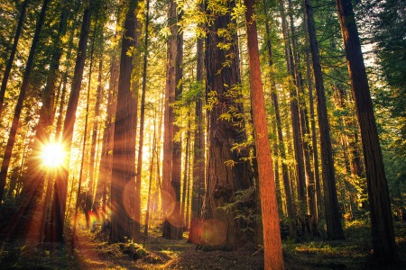 Redwood National Forest in Northern California