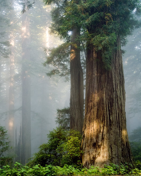 Redwood Trees in California