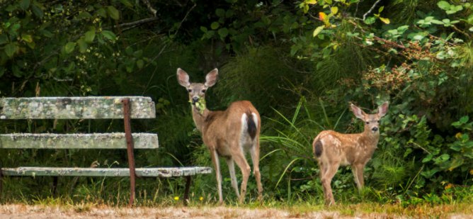 mendocino-getaway-deer