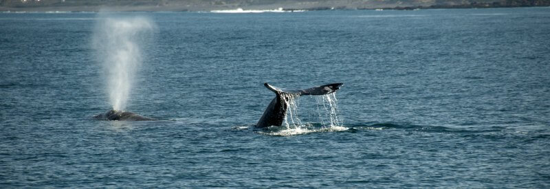 Mendocino Whale Festivals (1)